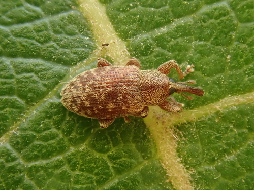 Dorytomus rufatus