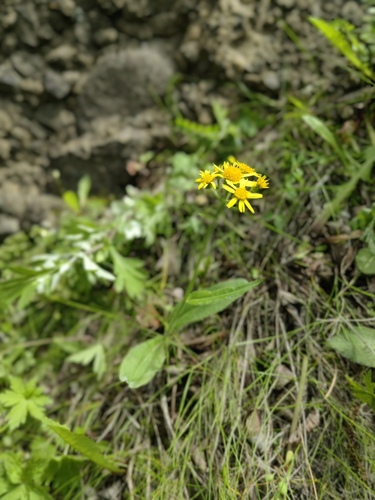 Tephroseris kawakamii iNat (3)