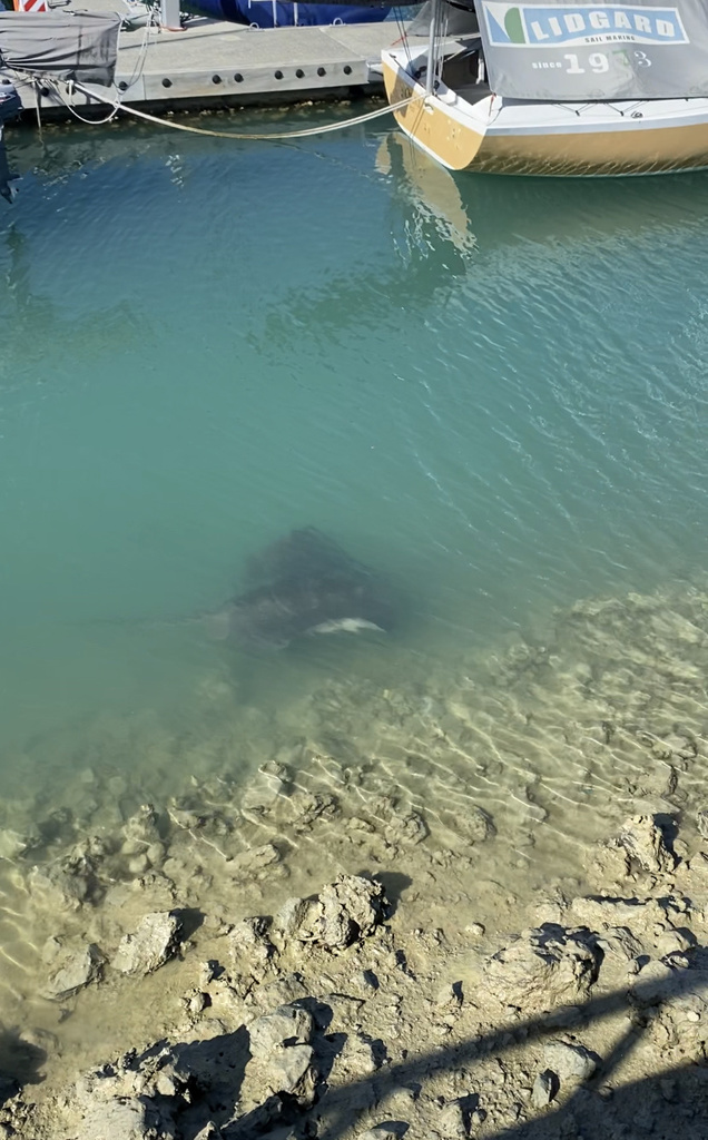 Smooth Stingray