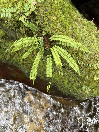 Polystichum hancockii observed 2026-07-03