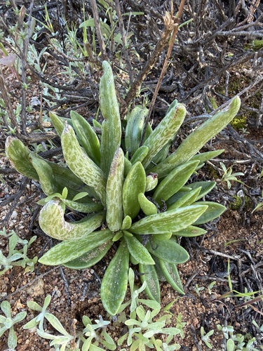 Adromischus phillipsiae