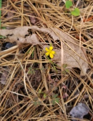 Oxalis texana