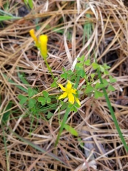 Oxalis texana