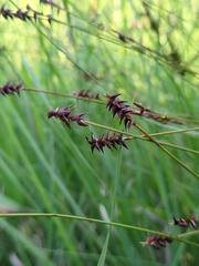 Carex dioica