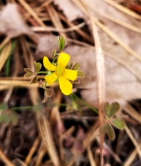 Oxalis texana