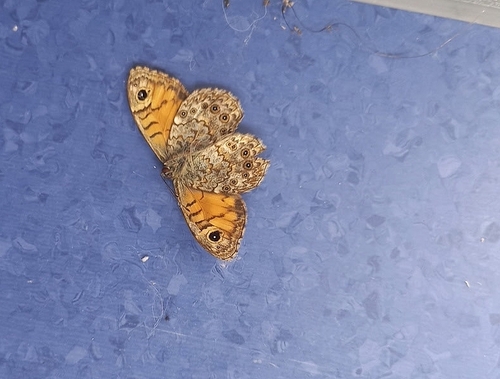Wall Brown