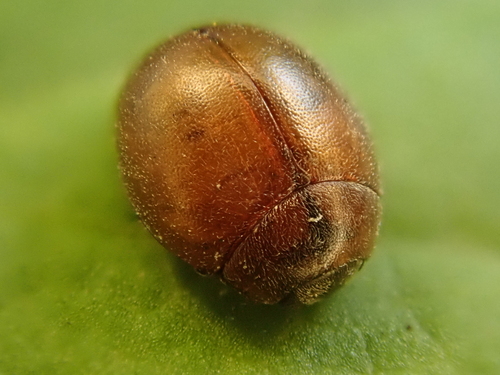 Cynegetis impunctata