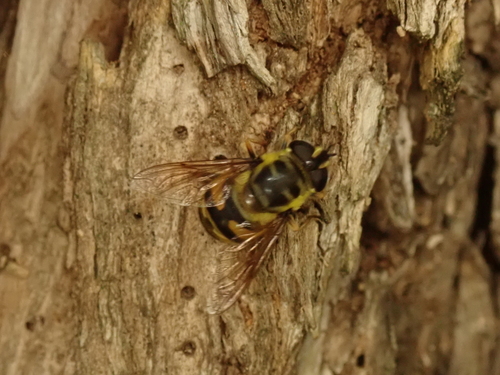 Yellow-haired Sun Fly