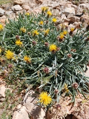 Centaurea drabifolia