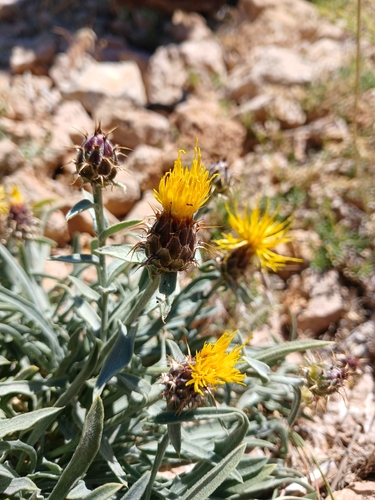 Centaurea drabifolia, photograph 1