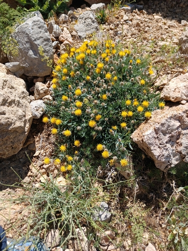 Centaurea drabifolia, photograph 2
