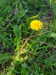 Taraxacum