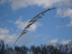 Sorghastrum