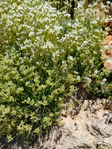 Sabulina juniperina