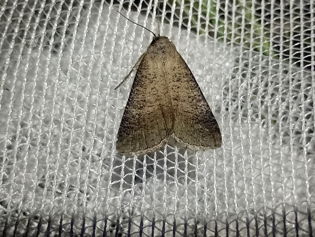 Lygephila procax