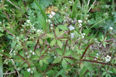 Galium echinocarpum