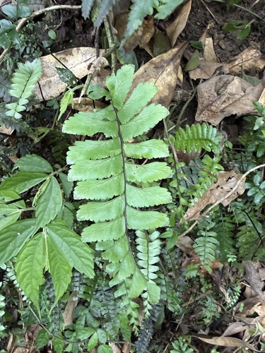 Hymenasplenium excisum observed 2026-07-03
