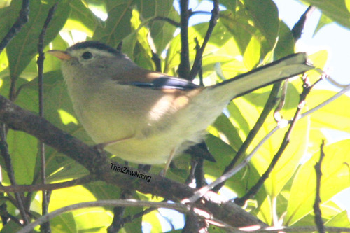 Blue-winged Minla