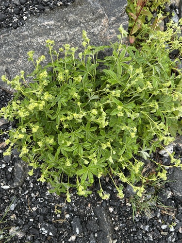 Alpine Lady's-mantle