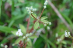 Galium echinocarpum