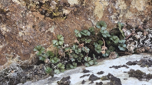Azorella roughii observed 2026-07-02