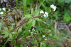 Galium echinocarpum