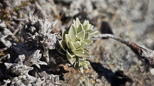 Leucogenes leontopodium, photograph 4