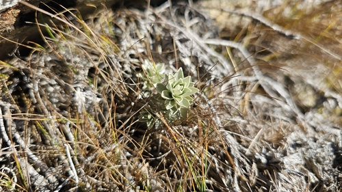 Leucogenes leontopodium, photograph 5