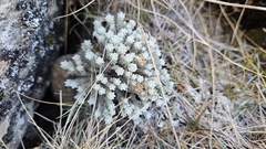 Leucogenes leontopodium, photograph author not stated, no rights reserved