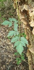 Nekemias arborea