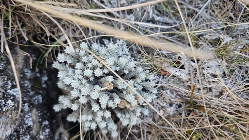 Leucogenes leontopodium, photograph 3