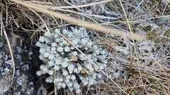 Leucogenes leontopodium, photograph author not stated, no rights reserved