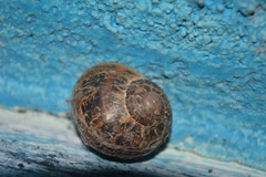 Cornu aspersum