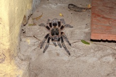 Grammostola pulchripes