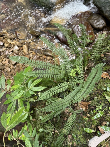 Polystichum hancockii observed 2026-07-03