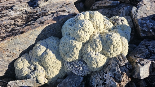 Haastia pulvinaris, photograph 3