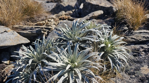 Celmisia viscosa