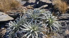 Celmisia viscosa