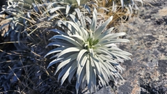 Celmisia viscosa, photograph author not stated, no rights reserved