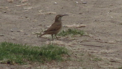 Upucerthia dumetaria