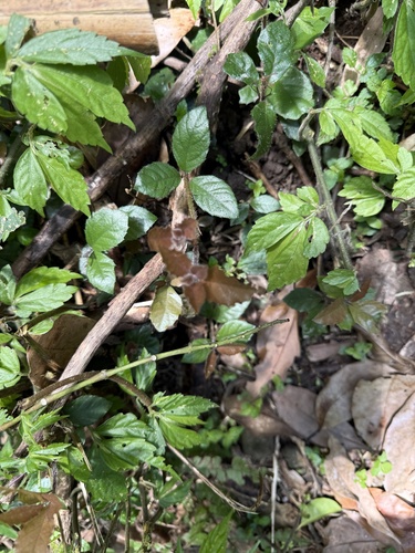 Ardisia pusilla observed 2026-07-03