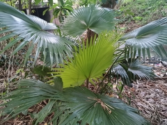 Saribus rotundifolius