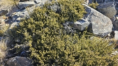 Coprosma fowerakeri