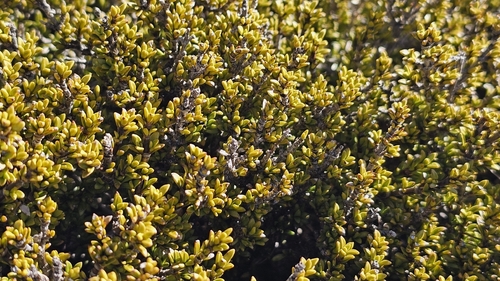 Coprosma fowerakeri, photograph 1