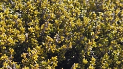 Coprosma fowerakeri, photograph author not stated, no rights reserved