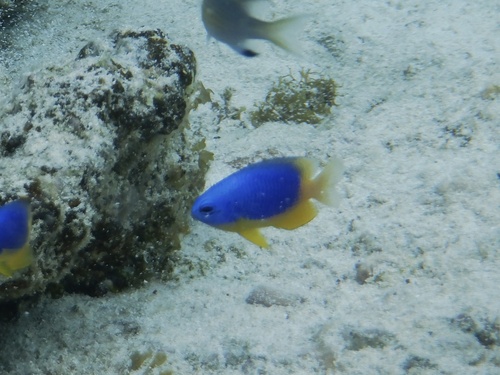 Pomacentrus caeruleus observed 2026-07-03