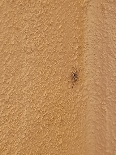 Half-edged Wall Jumping Spider