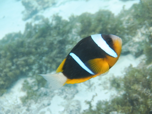 Allards anemoonvis (Amphiprion allardi) — Pomacentridae