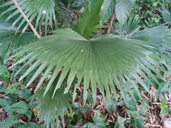 Saribus rotundifolius