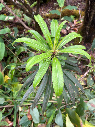 Trematolobelia kauaiensis observed 2026-07-02